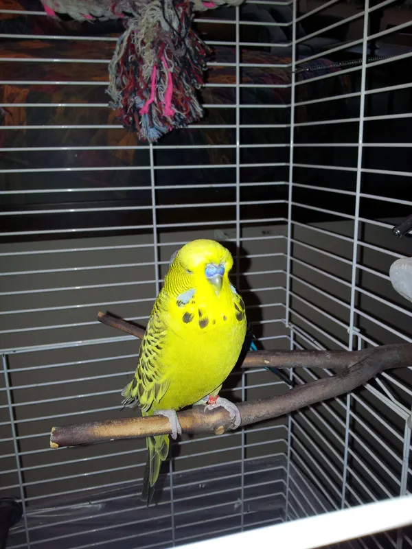 Bob